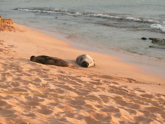 Poipu-MonkSeals