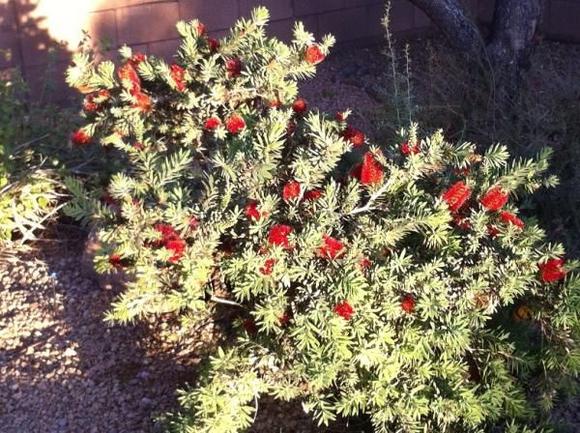 2013 Bottle Brush