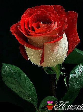 الجن, السحر ,العين, الطاقة, المس, الحسد, الشيطان ,الطب البديل, الرقية, الرقاة