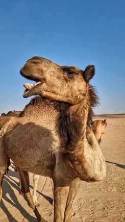 Hello, and welcome, my dear tourists 