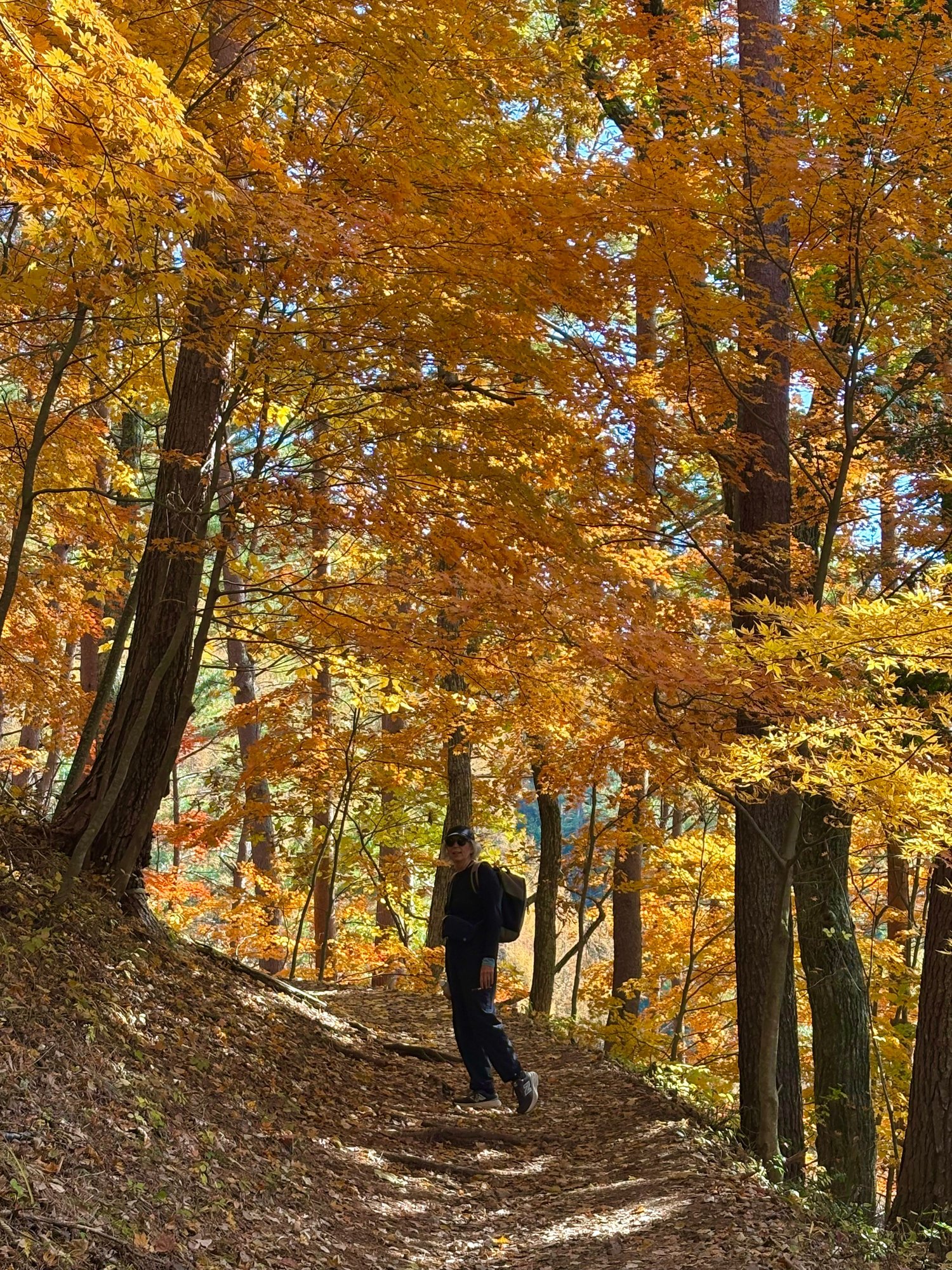 Beautiful autumn foliage