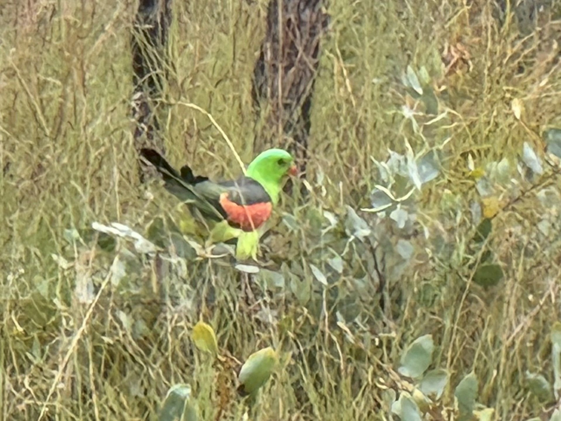 Red Winged Parrot