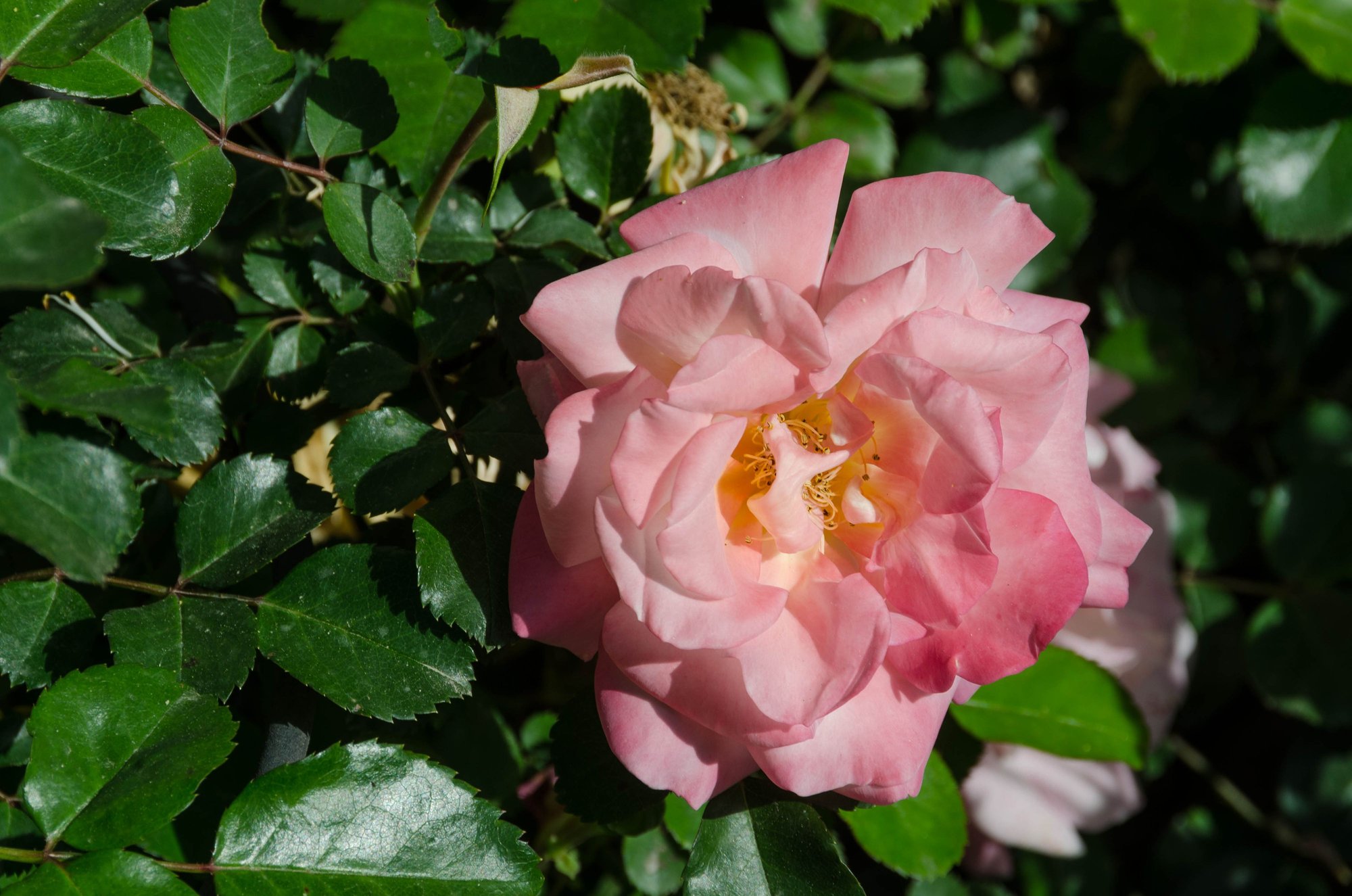 Who can resist the charms of a small, out-of-the-way European garden? Italy is a contender for champion in that regard.