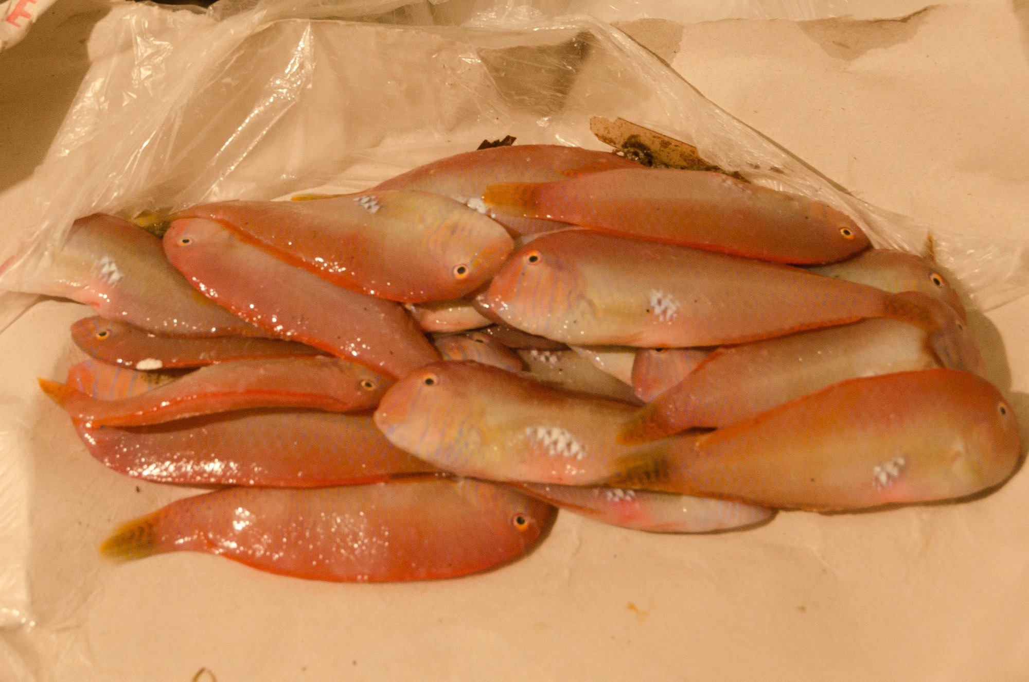 The surici fish that we bought at the permanent market. Ginevra suggested that Mrs Z and I buy some, then fry them back in our lovely kitchen. That is a Calabrian fave specialty. Very bony. Strong smell.