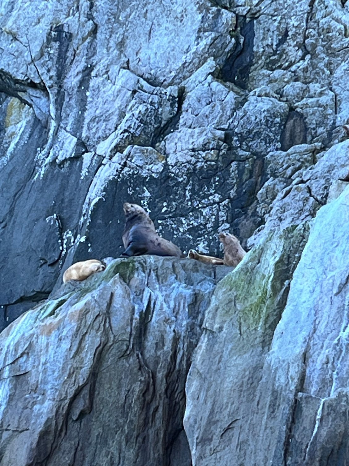 Stellar sea lions on Chiswell islands