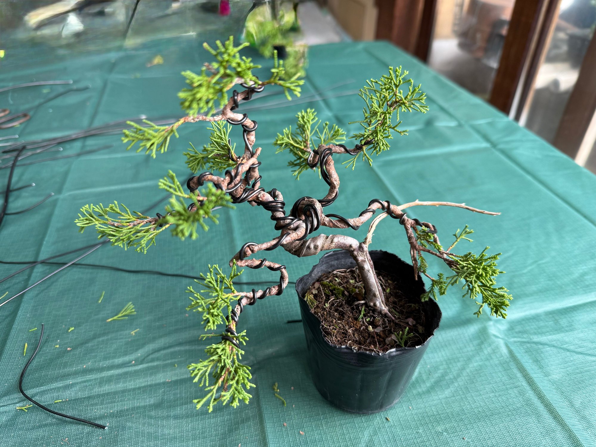 my bonsai project....could not take home, unfortunately