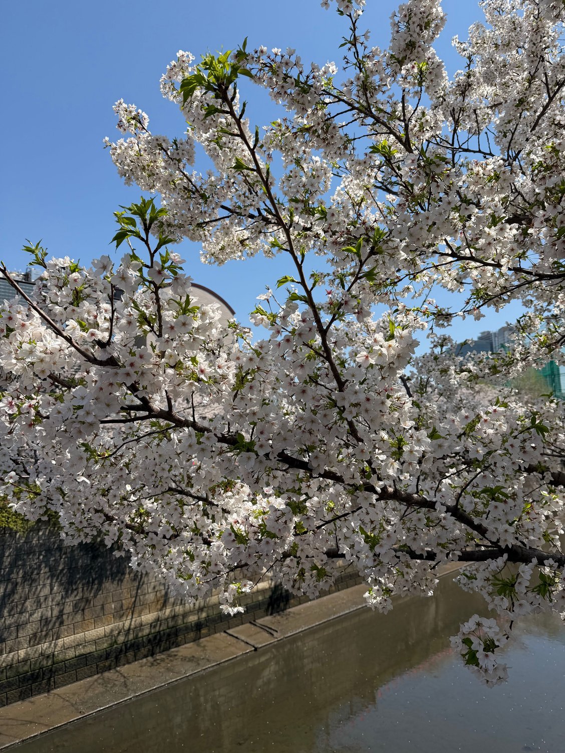 Meguro River
