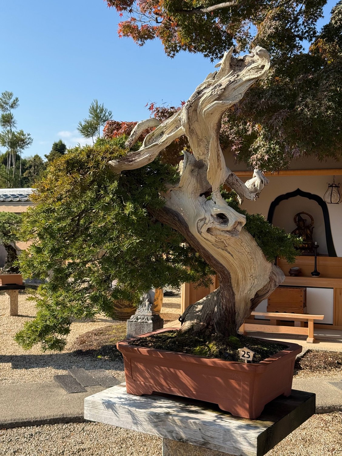 one of the bonsai styles that incorporates 'dead' wood and living greenery..........couldn't resist this one because I see a horse's head in it!