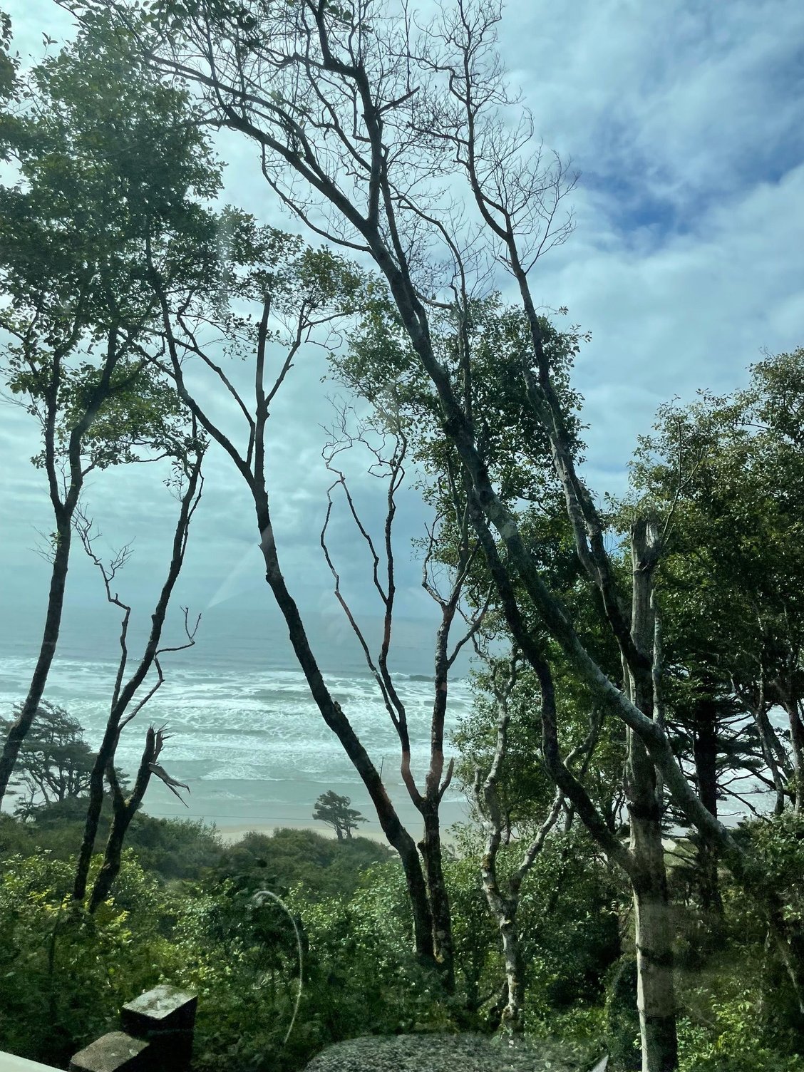 Another tree / beach shot
