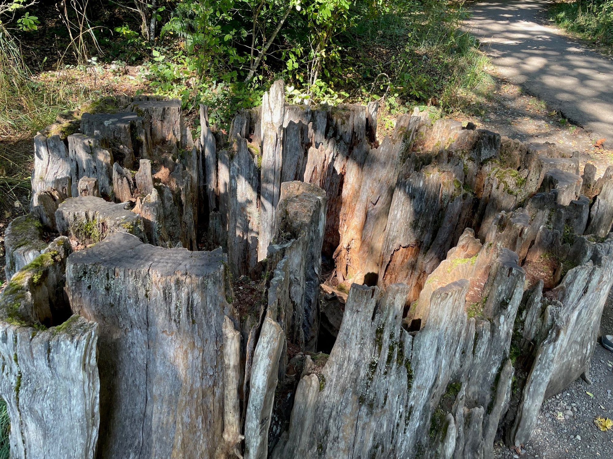 I don't think I captured how interesting this tree stump is, but it's right at the start of the short trail to the falls.