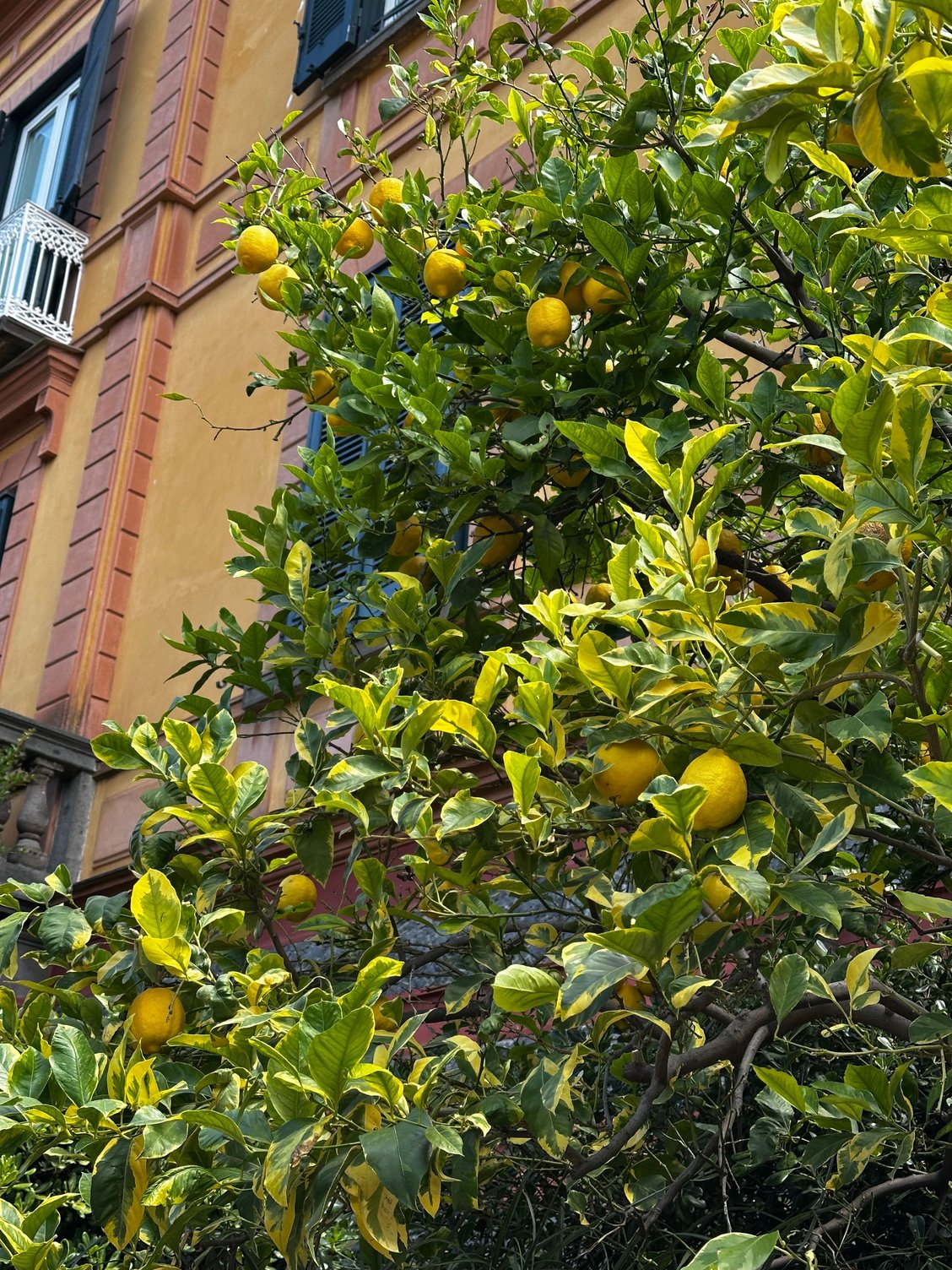 Lemon trees in hotel garden