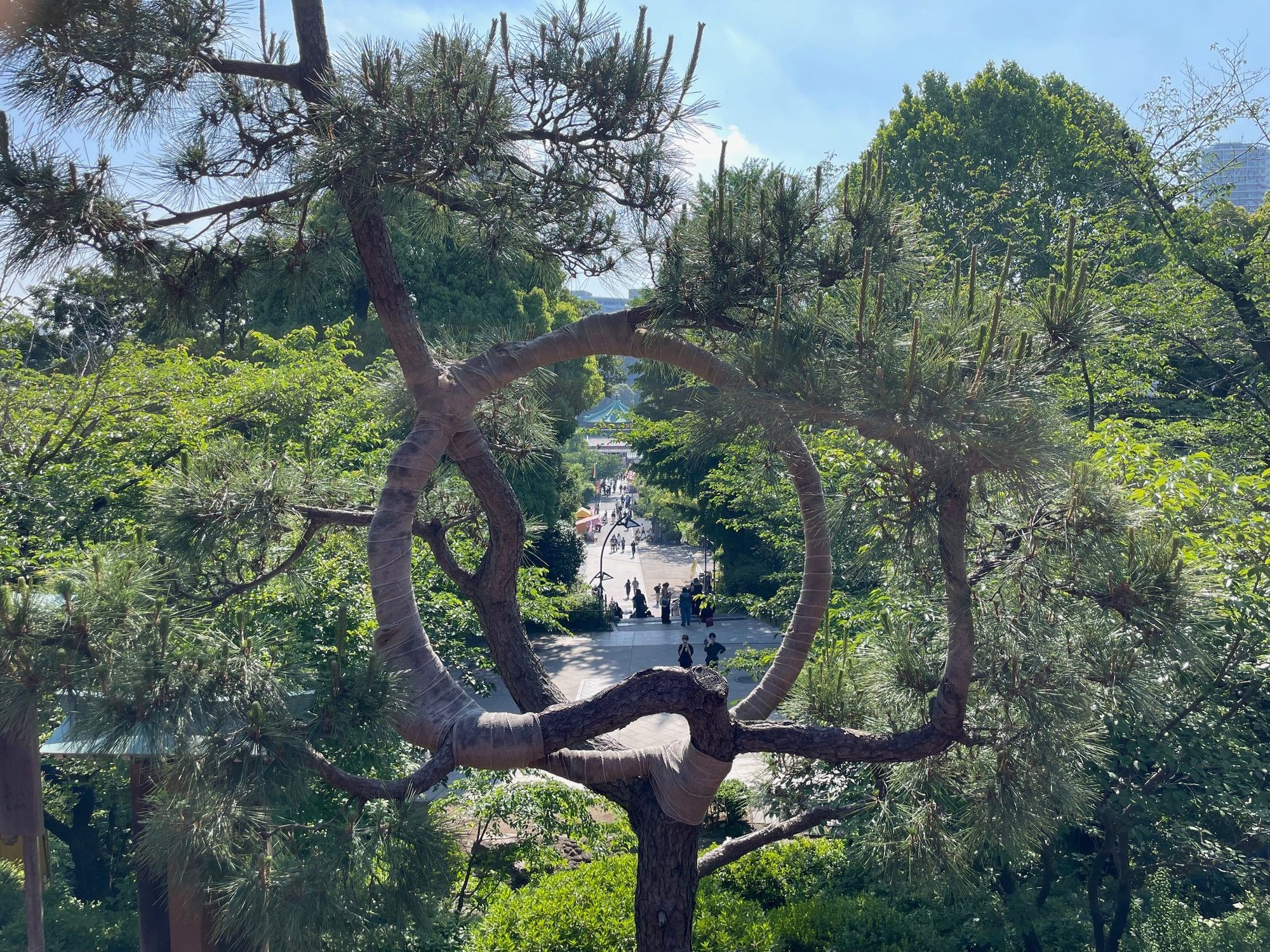 Looking out from one of the shrines, there is a nice tree that I'm sure has been formed into this circle.