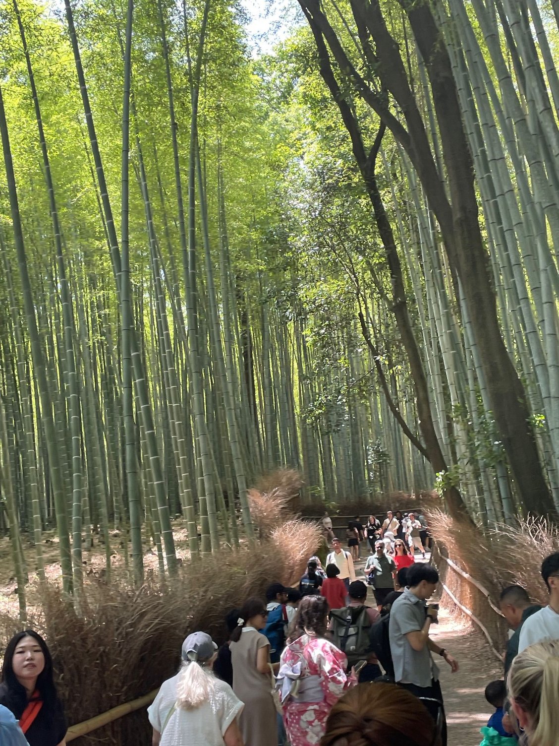 Entering into the Bamboo Forest