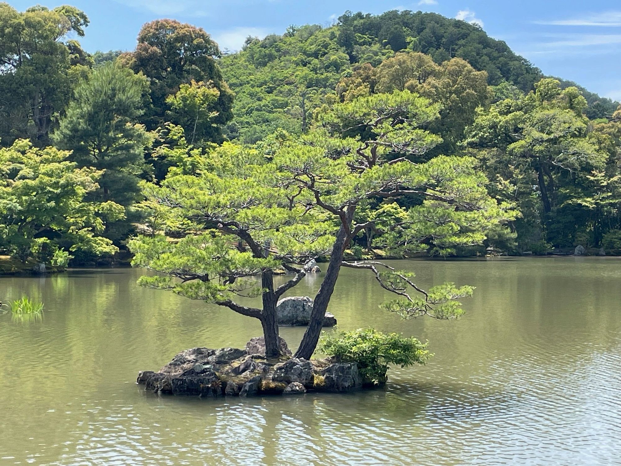 This tree is saying dont forget to look at me