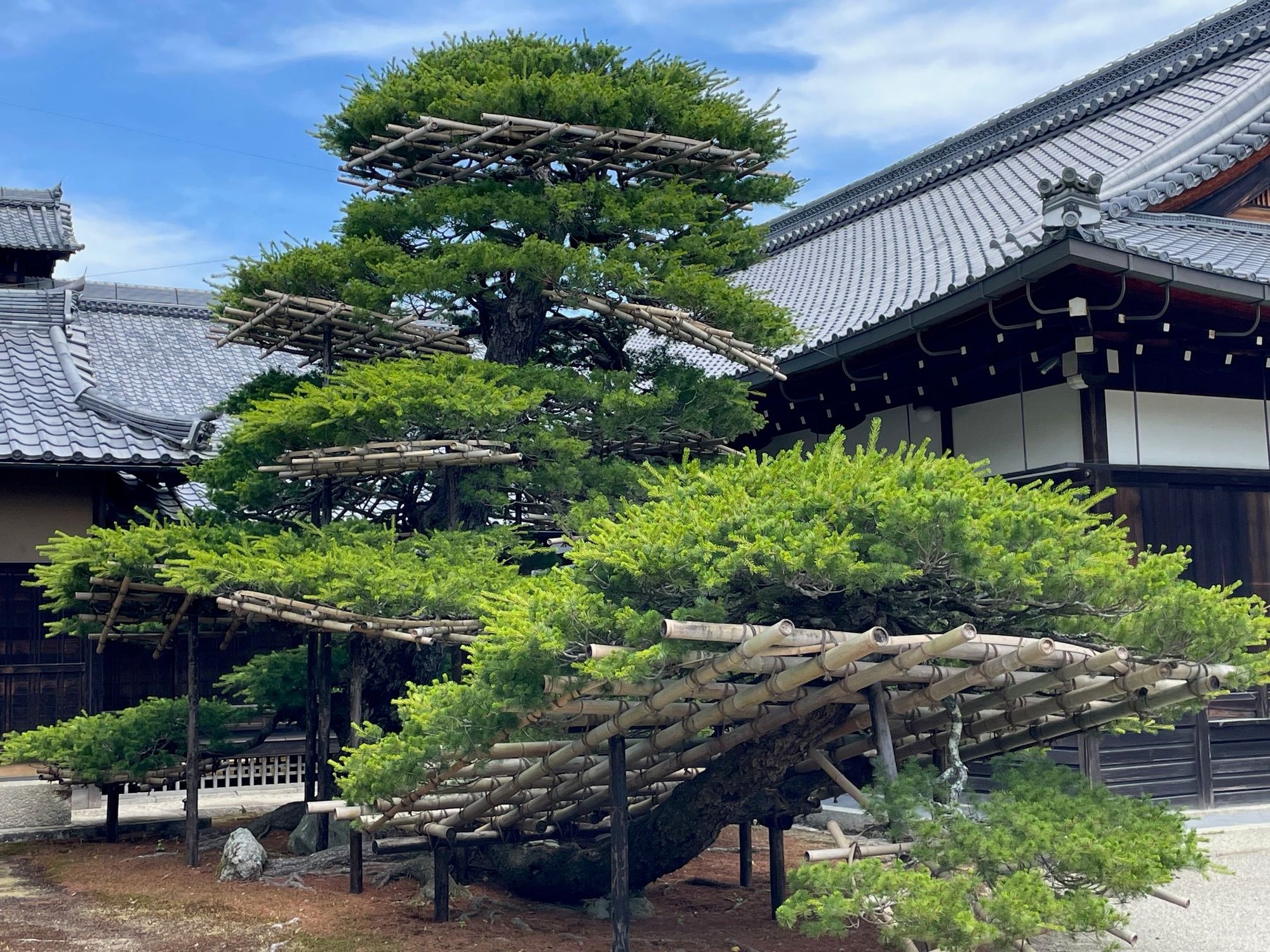 This tree started as a bonsai, and we moved here. Its a 1,000 years old or something like that.