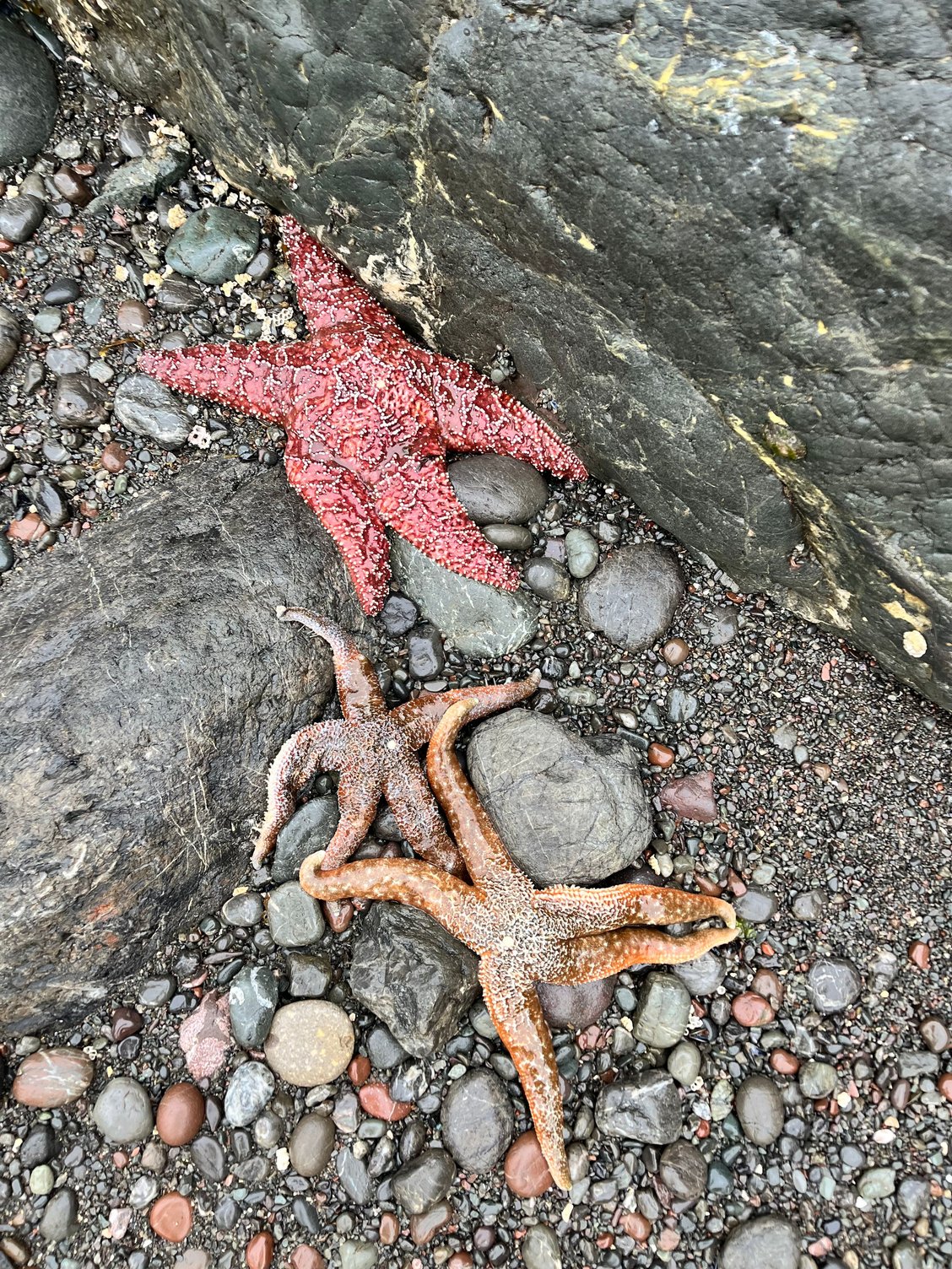 Sea stars
