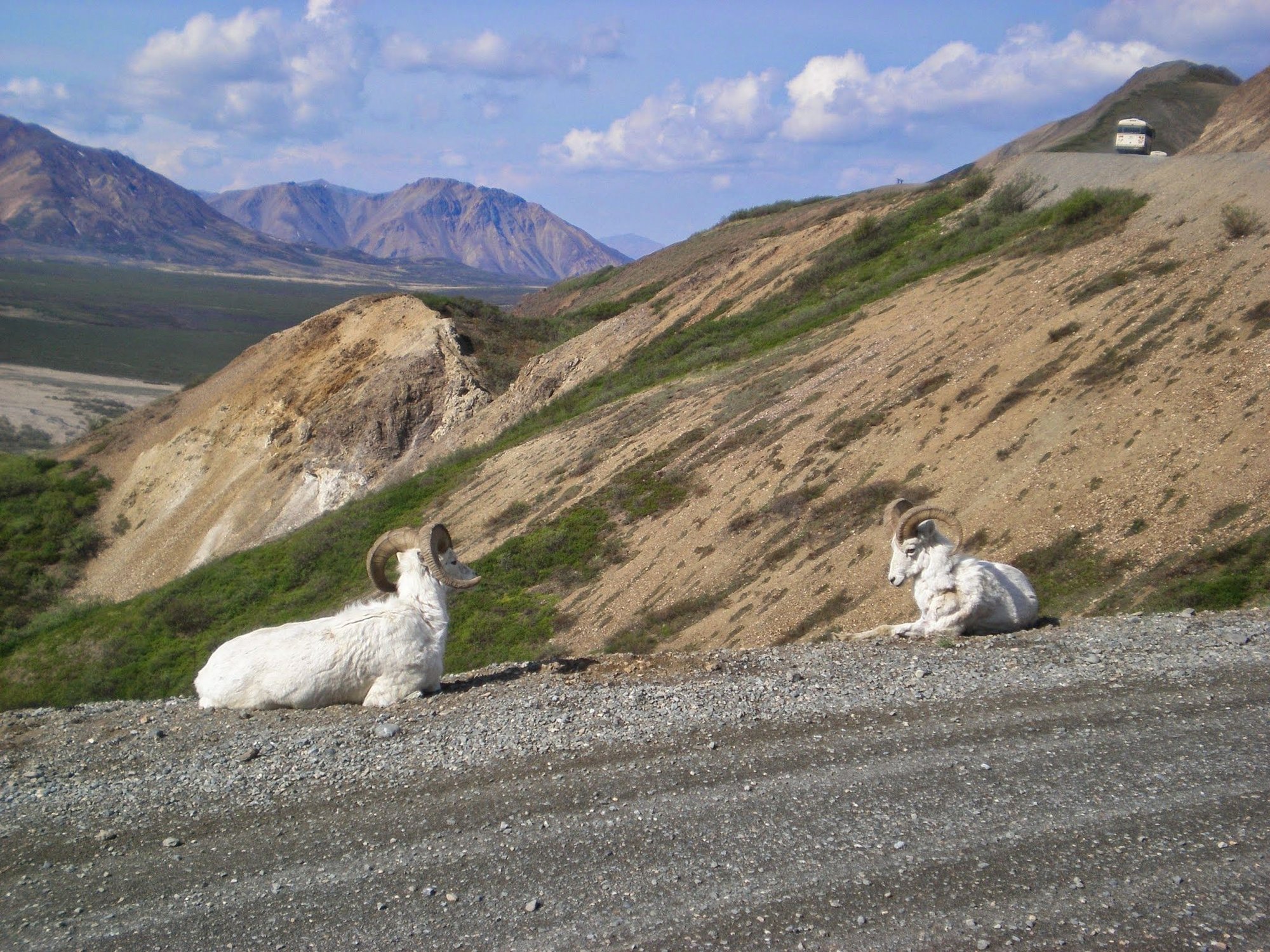 Denali National Park bus tour