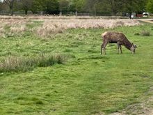 Deer at Richmond Park
