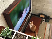 Here’s Oscar enjoying his favorite show.