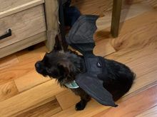Kaylee the bat dog