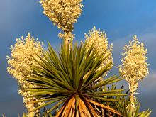 Giant yuccas are blooming. Each one can weigh up to 70 pounds!