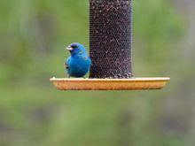Small, gorgeous bird; appeared for two feedings, but have not seen it in a couple of hours. Hoping he returns.