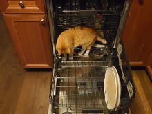 For Ziggy. My grandcat helping with the dishwasher. So instead of getting him out of there, my daughter runs to get her phone to snap a picture. But I’m just the grandma here, cannot get involved with the discipline or lack of. 