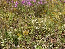 Wildflowers still in bloom.