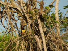 Forgot to include this Toucan