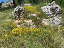 Wildflowers are in bloom everywhere!!!