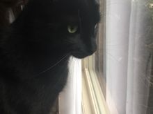 Watching for foil wrapped meat to arrive 