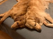 Monster Molly and Silly Lily 