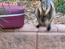 Joey is the name Aussies give to baby mammals.