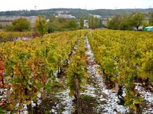 Yep, that’s a rare snow in late October in Burgundy where we are about to have our first wine tasting. 