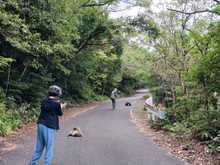 I love this photo that Miho took of us. It shows how close one can get without disturbing the macaques. The only time they reacted was when someone else who had stopped to photograph them walked right up to them. The few cars that came by drove right through without disturbing them! 