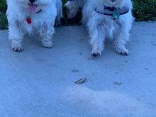 The pack on the Westie walk