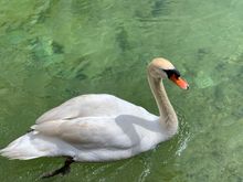 Mute Swan