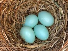 Claudia has been busy! The female usually lays one  a day. So what is the over and under for how many she will ultimately lay, knowing it is typically between 4 and six? A loser club poll!