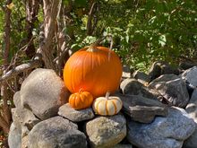 A cheery arrangement 