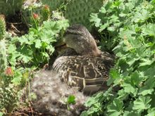 Close Up  view , duck and cactus