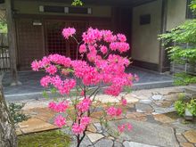 My Japanese Gardens.  Lots of azaleas blooming, , but I like this guy at the entrance to the Guest House. Theses gardens are my peace, leave troubles behind, place. 