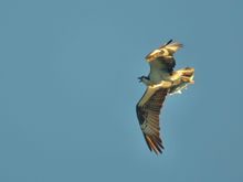 Osprey with breakfast