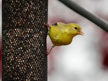 Female American goldfinch 