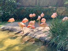 Chilean Flamingos 