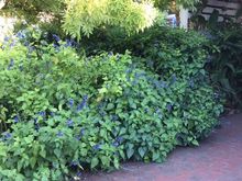 Lovely purple flowers, honeyeaters and bees delight 