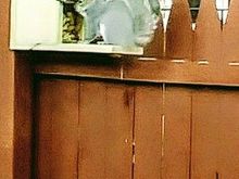 One of three squirrel feeders.