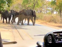 Our small van didn’t seem to bother them at all