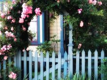 I was a little surprised to see this photo by a local amateur photographer of my front gate and rose bush show up in my FB feed yesterday.

