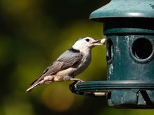 Nuthatch