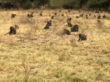 Baboons